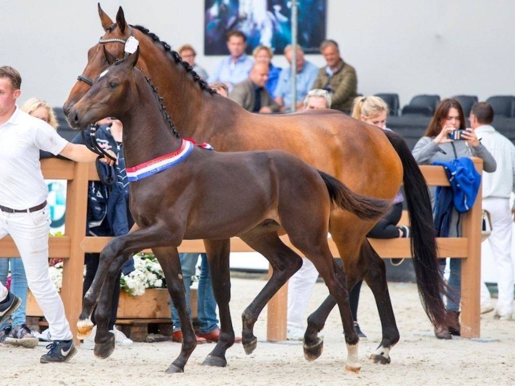 Dutch Champion Foal with KWPN Predicates