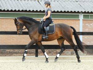 Talented Dressage Horses for Sale Holland