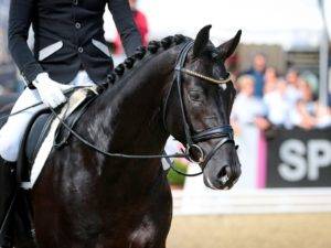 Grand Prix Dressage Horses for Sale British UK