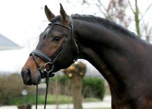 Gold Digger Z – Dutch Sport Horse Sales