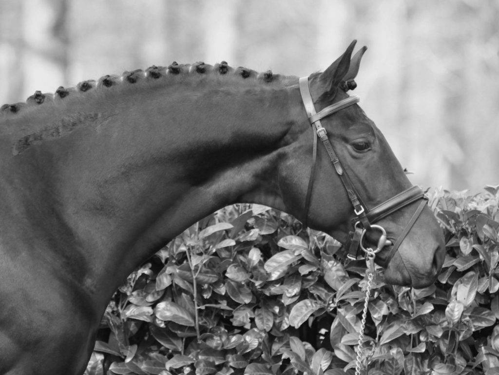 History of Dutch Warmbloods Peter Berkers Sporthorses