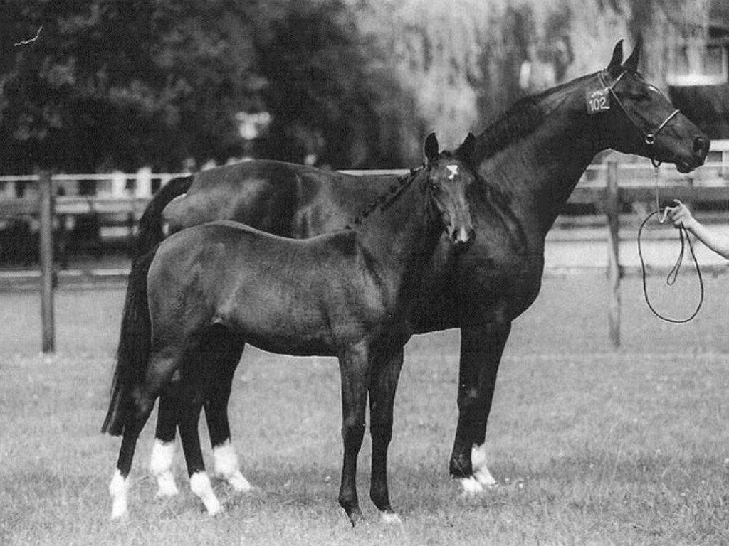 History of Dutch Warmbloods - Peter Berkers Sporthorses