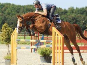 Dutch Hunter Jumper Horses for Sale Holland