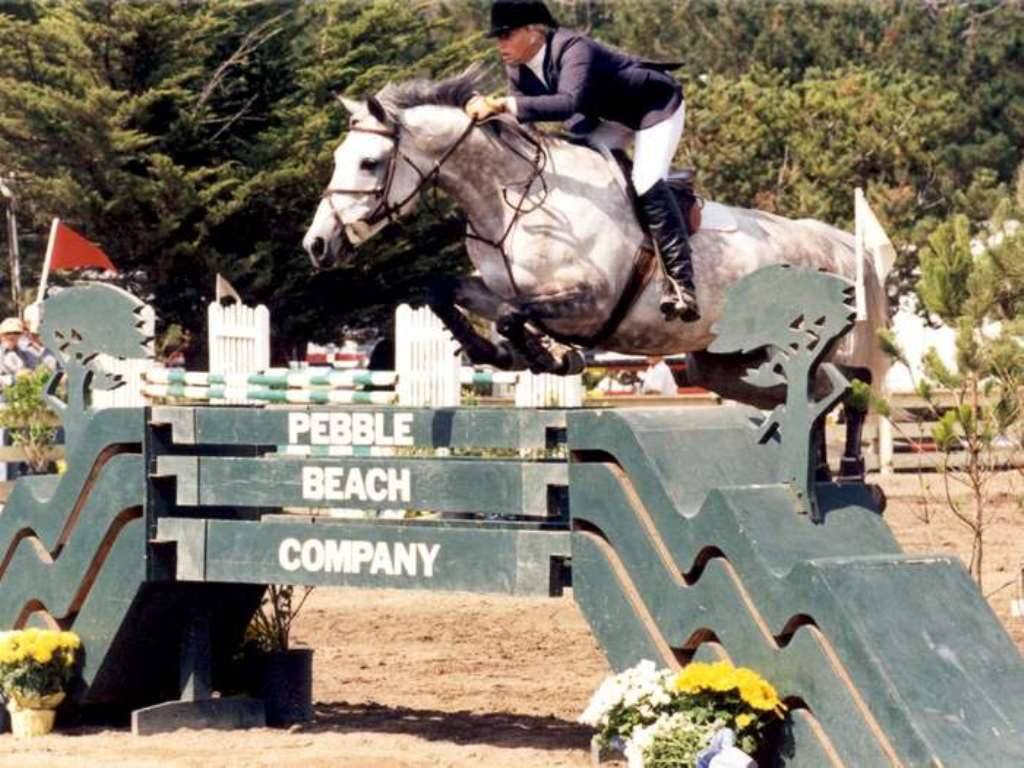 Sport Horses for Sale Quality Horses Peter Berkers Sporthorses