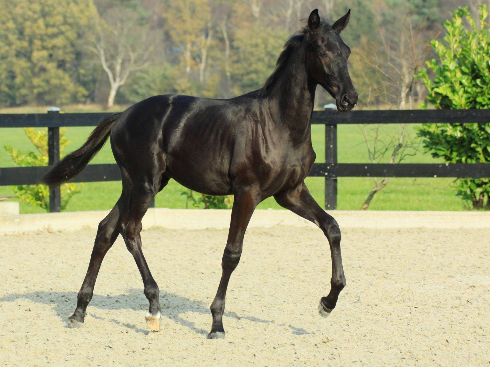 Dutch Warmblood Stallion Foal for Sale