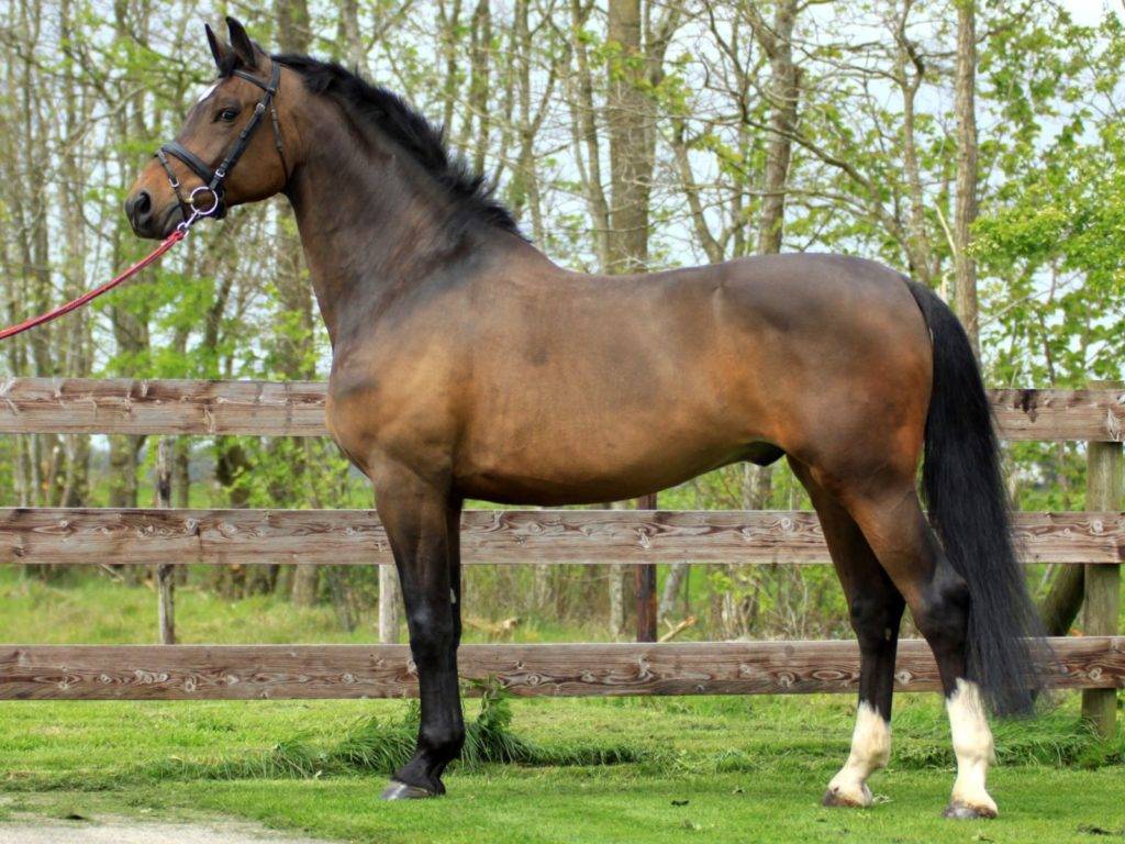 Amigo Dressage Horses for Sale UK Peter Berkers Sporthorses