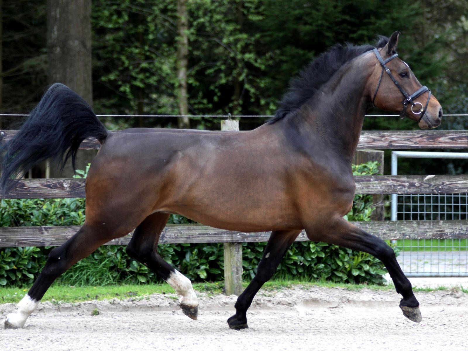 British Dressage Horse