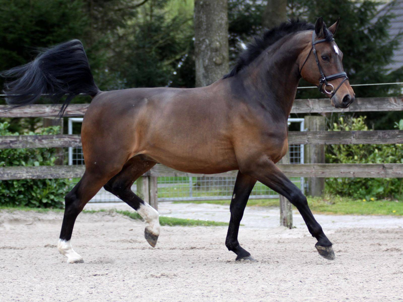 Dressage Horse UK