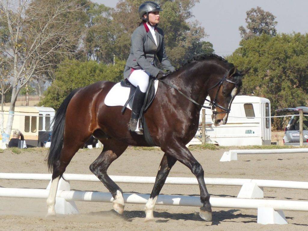 Dressage Horses for Sale South Africa