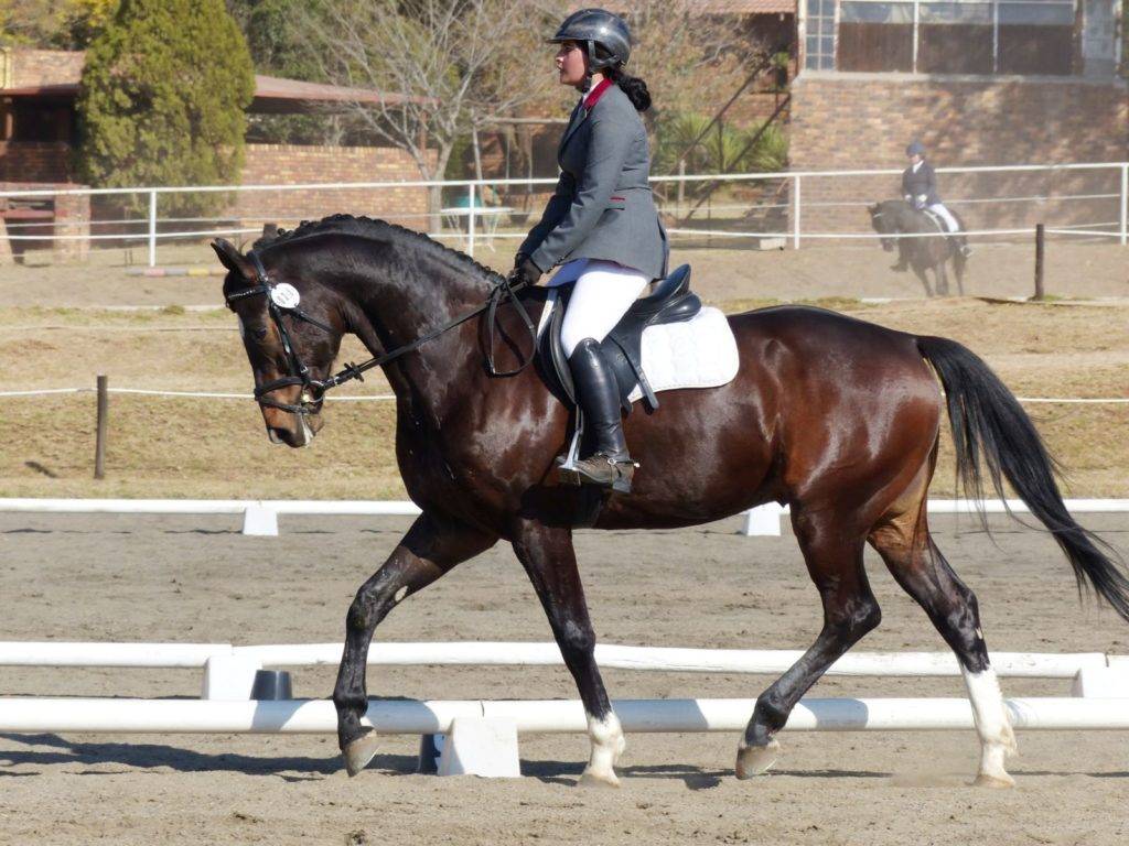 Dressage Horses for Sale South Africa Peter Berkers Sporthorses