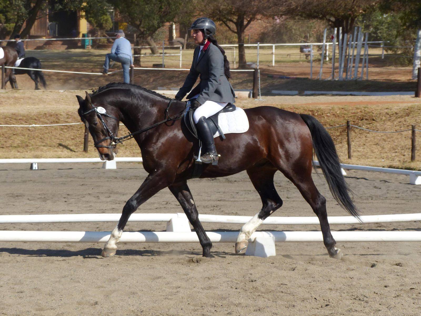 Dressage Horse for Sale South Africa