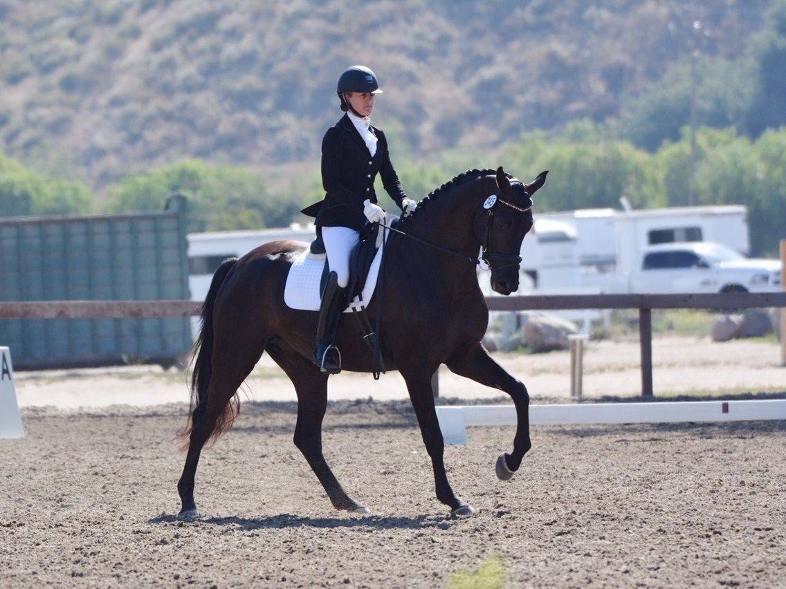Dressage Horses for Sale California Emily Lasher