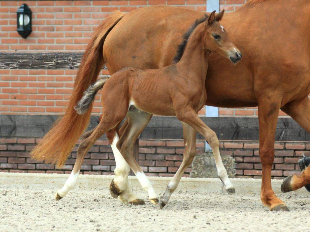 Foal and Young Horse by Glocks Zonik for Sale