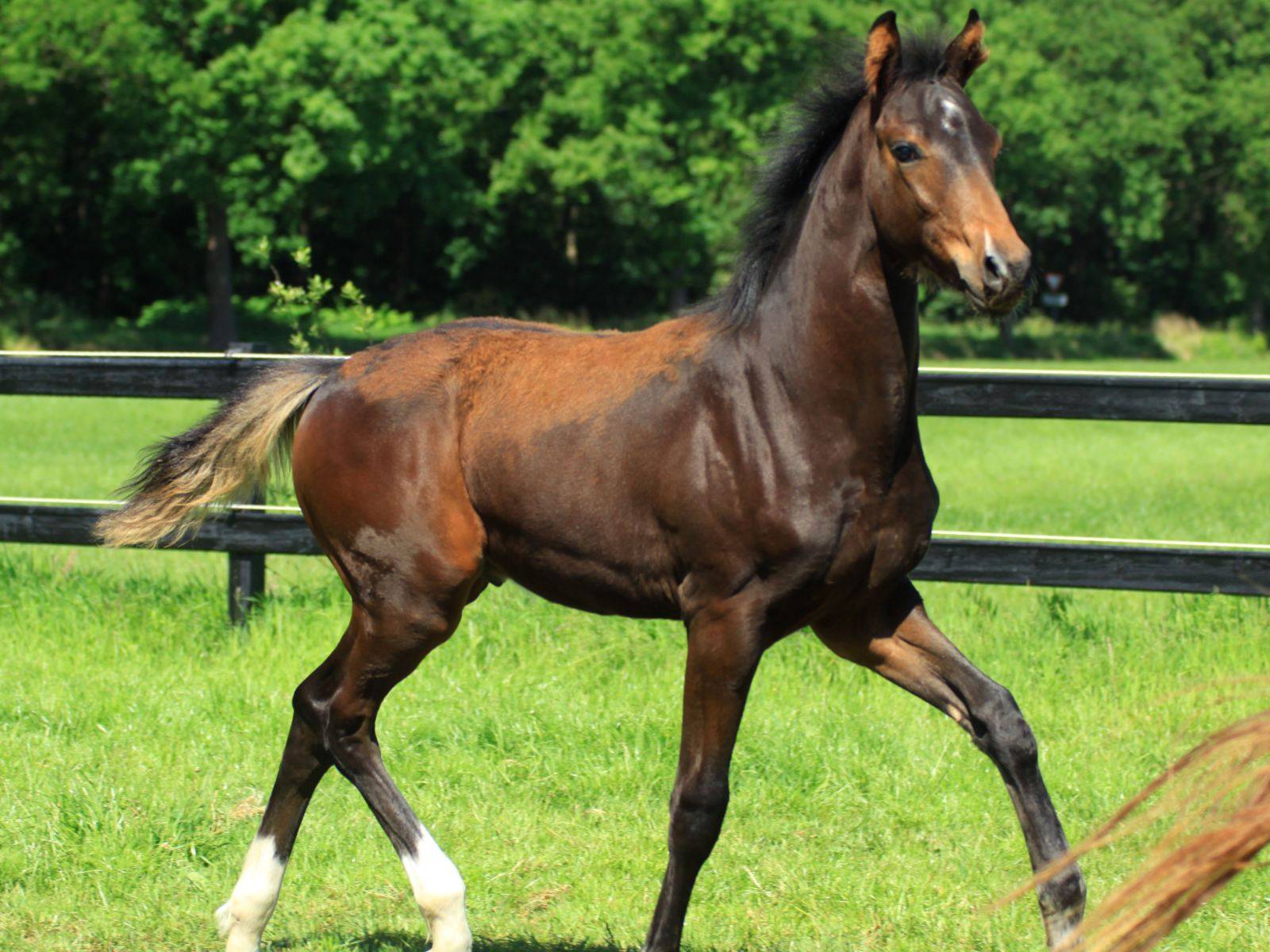 Young Stallion by Glocks Zonik for Sale