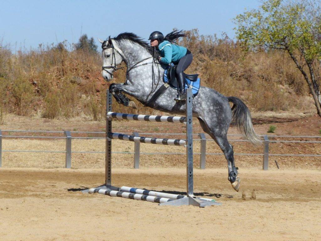 Horse for Sale South Africa