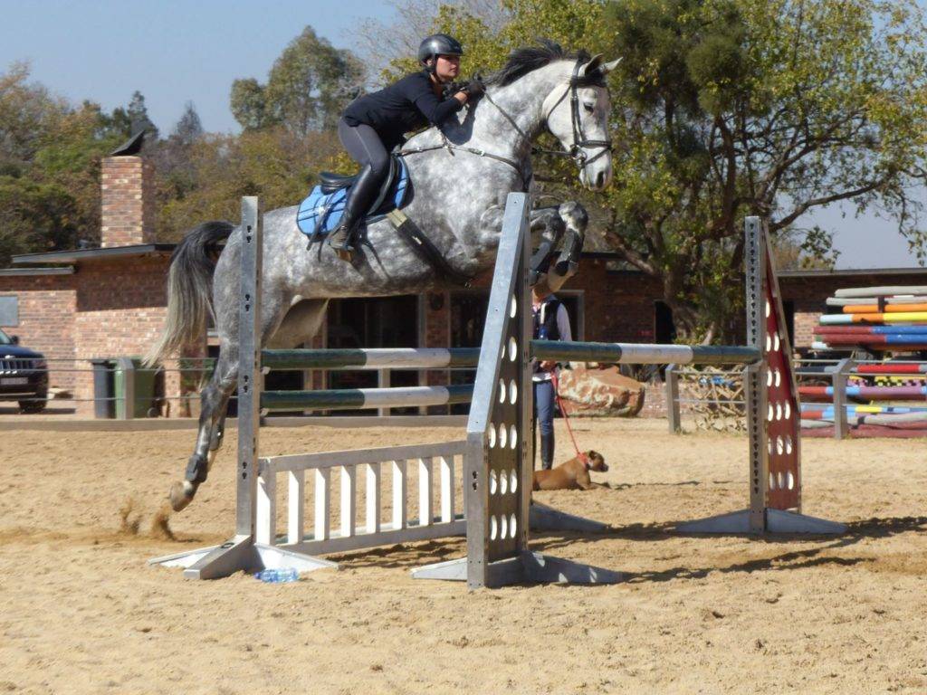 Demo Horses for Sale South Africa Peter Berkers Sporthorses