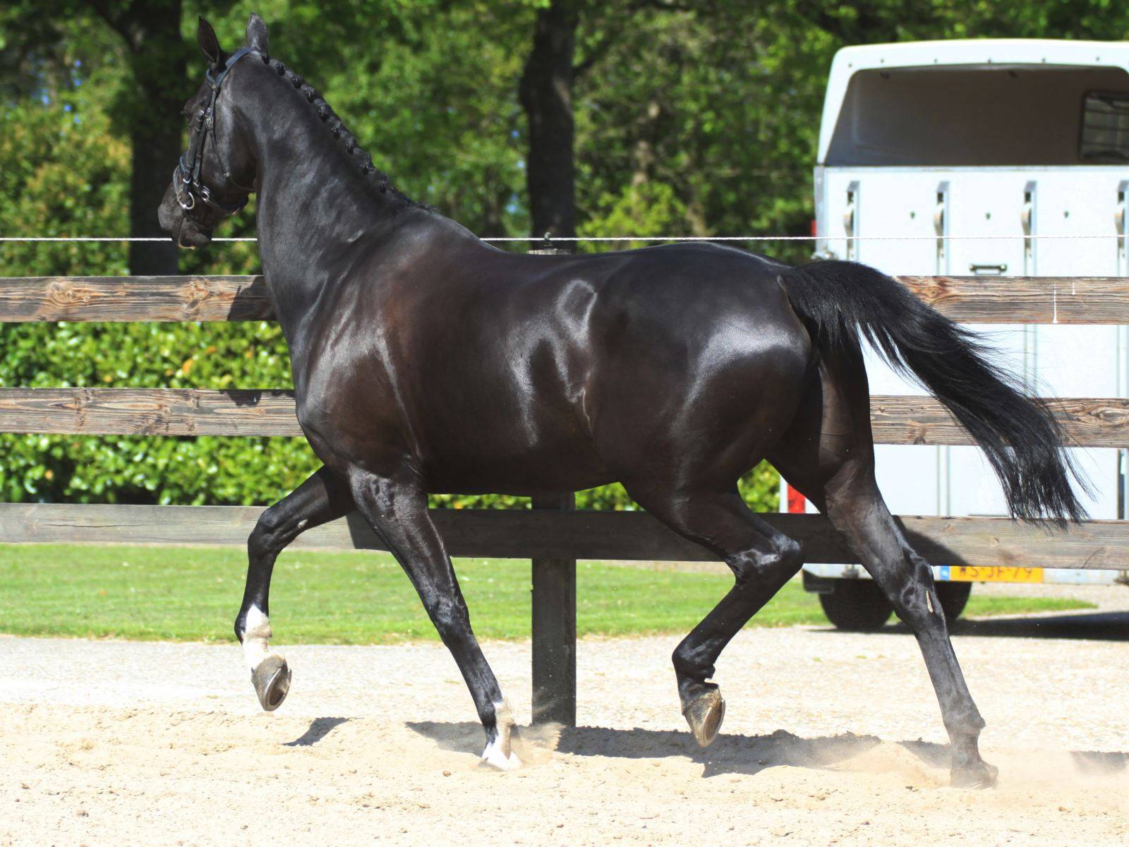 Dutch Warmblood Horse for Sale Holland