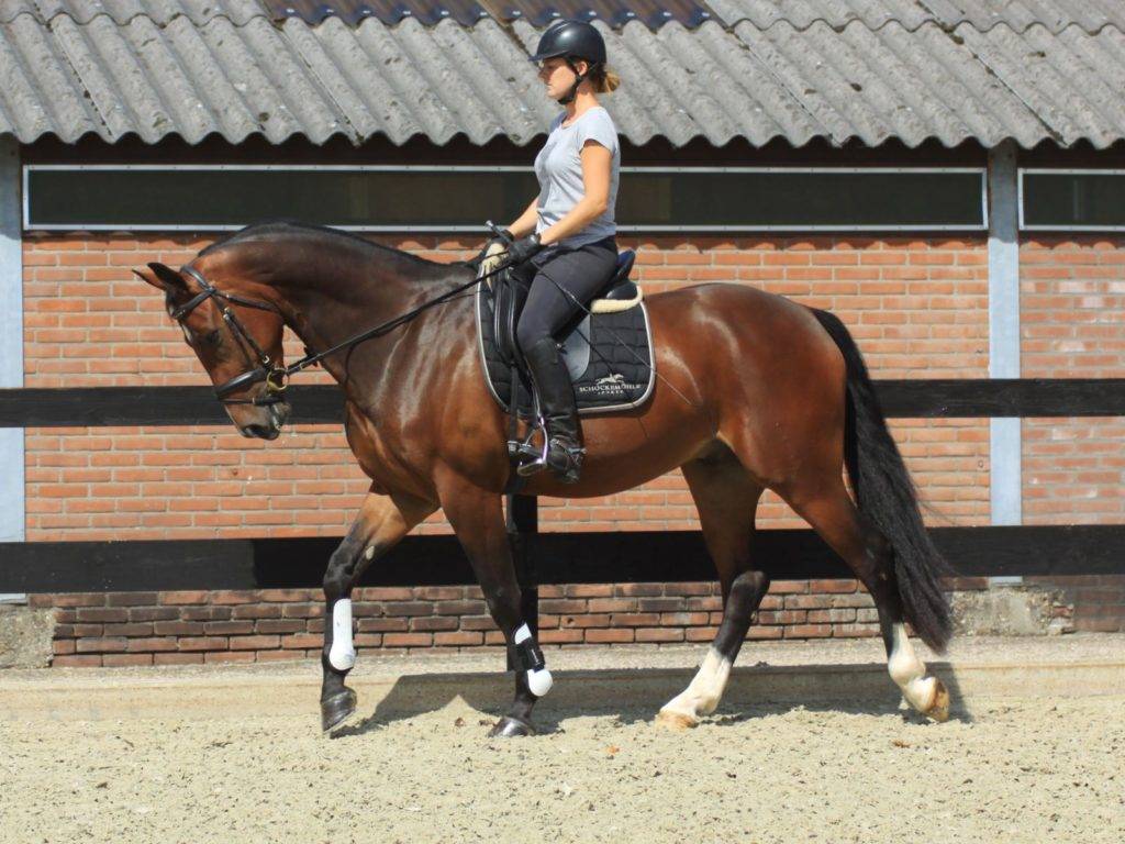 Byron Dressage Horses for Sale New York Peter Berkers Sporthorses