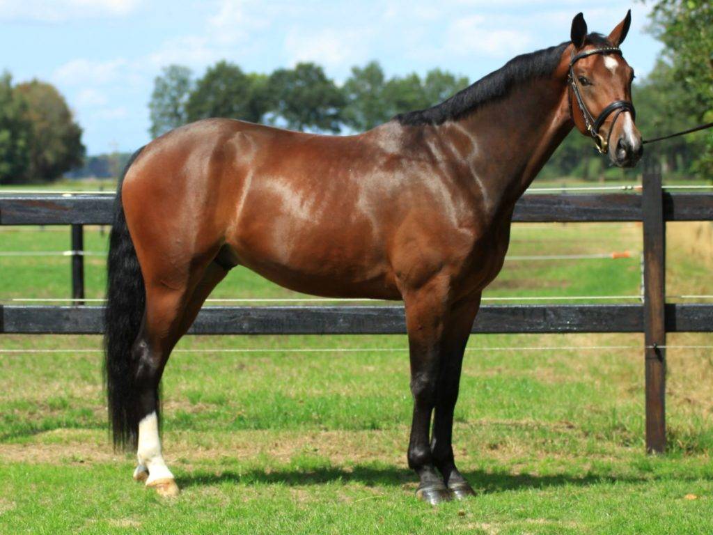 Byron Dressage Horses for Sale New York Peter Berkers Sporthorses