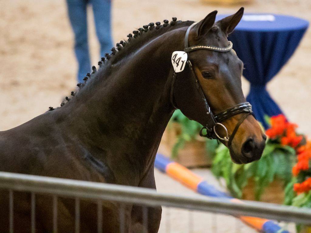 Dutch Dressage Warmblood Horse for Sale