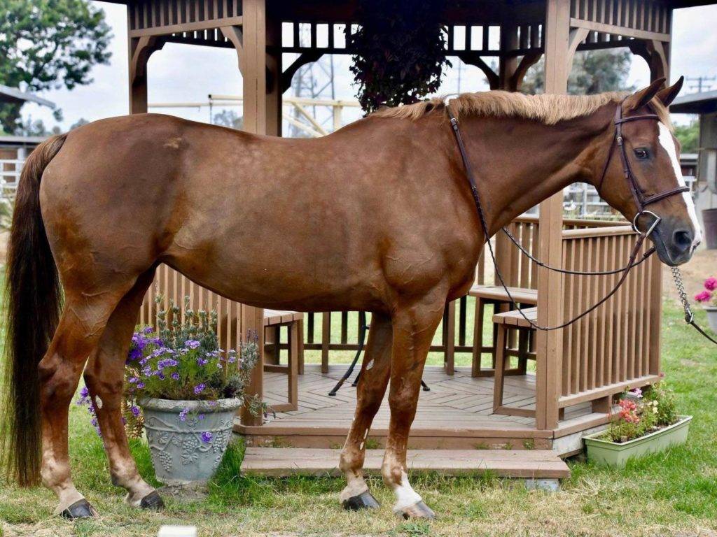 Zarysha Equitation Horses for Sale Peter Berkers Sporthorses