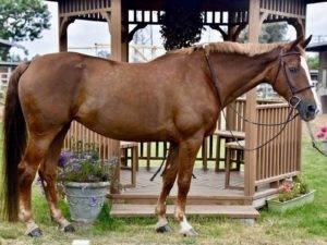 Equitation Horses for Sale Arizona