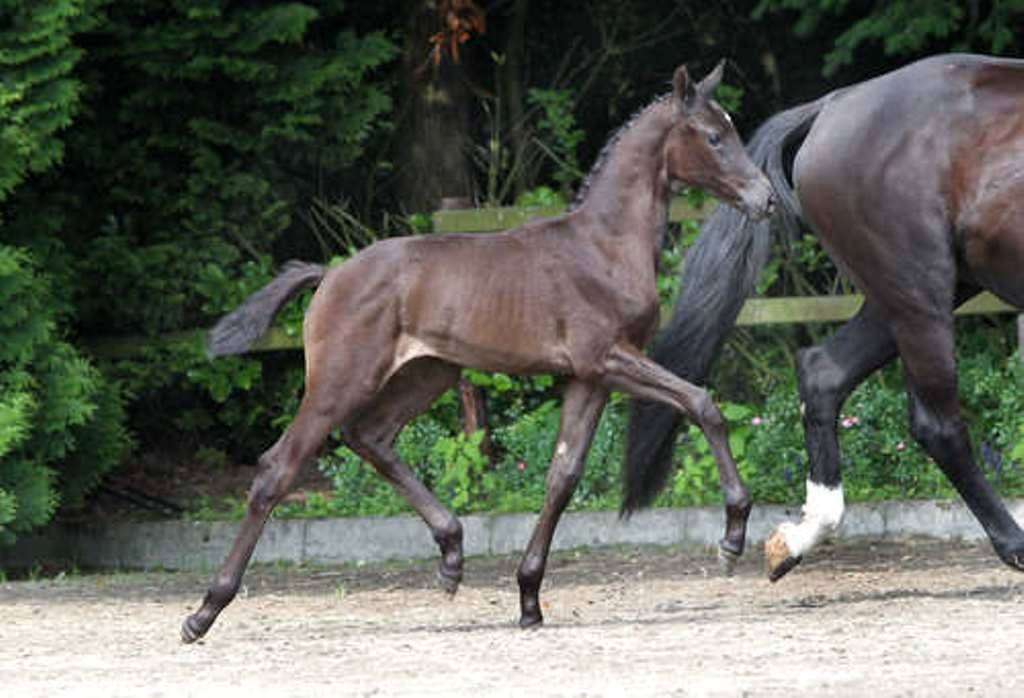 Dutch Warmblood Foal for Sale Wynton Ferro