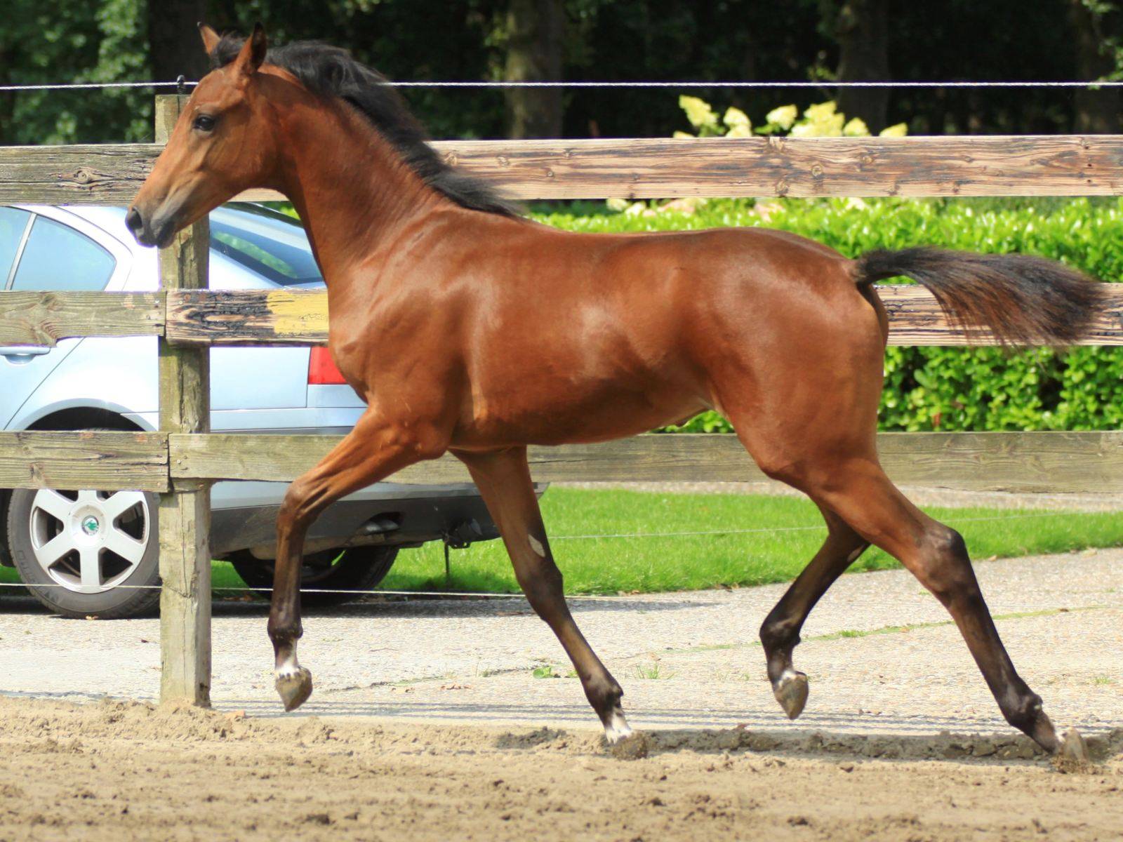 Foals and Young Horses for Sale by Glock Toto Totilas