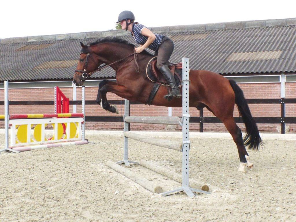 Beau Hunter Jumper Horses Florida Peter Berkers Sporthorses