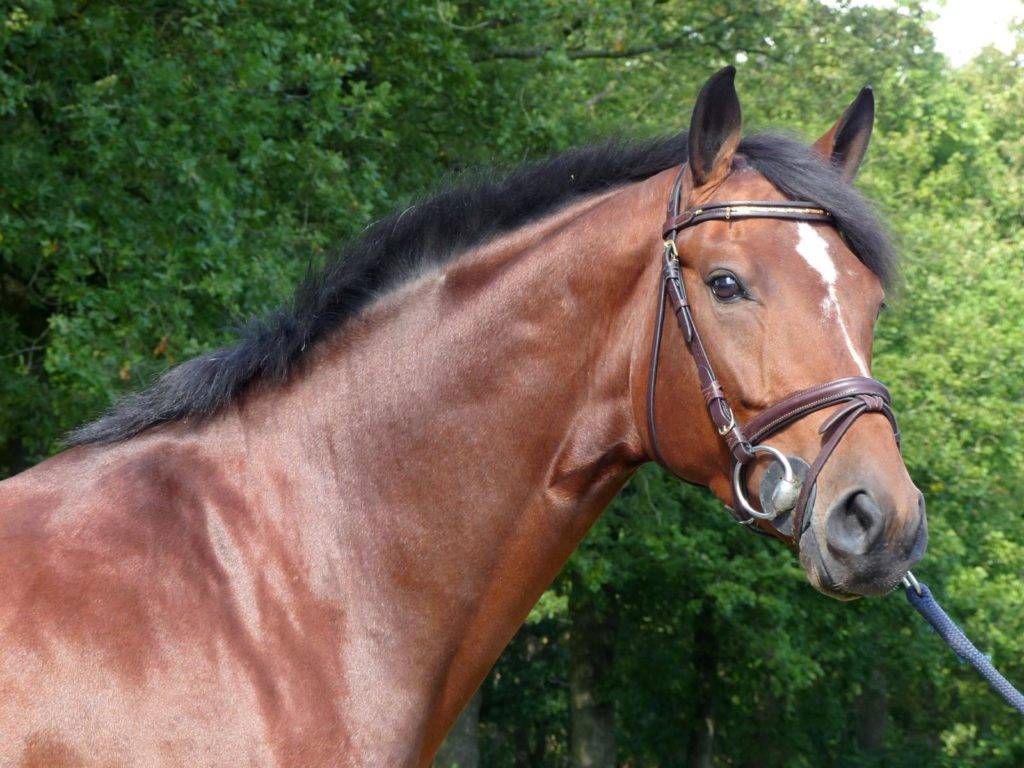 Beau Hunter Jumper Horses Florida Peter Berkers Sporthorses