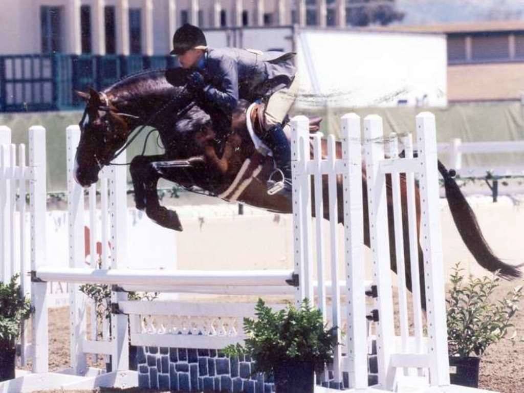 Hunter Jumper Horses for Sale Arizona