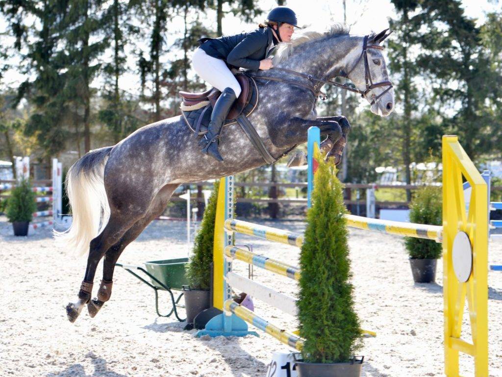 D. Adermie Jumping Horse for Sale in Holland Peter Berkers Sporthorses