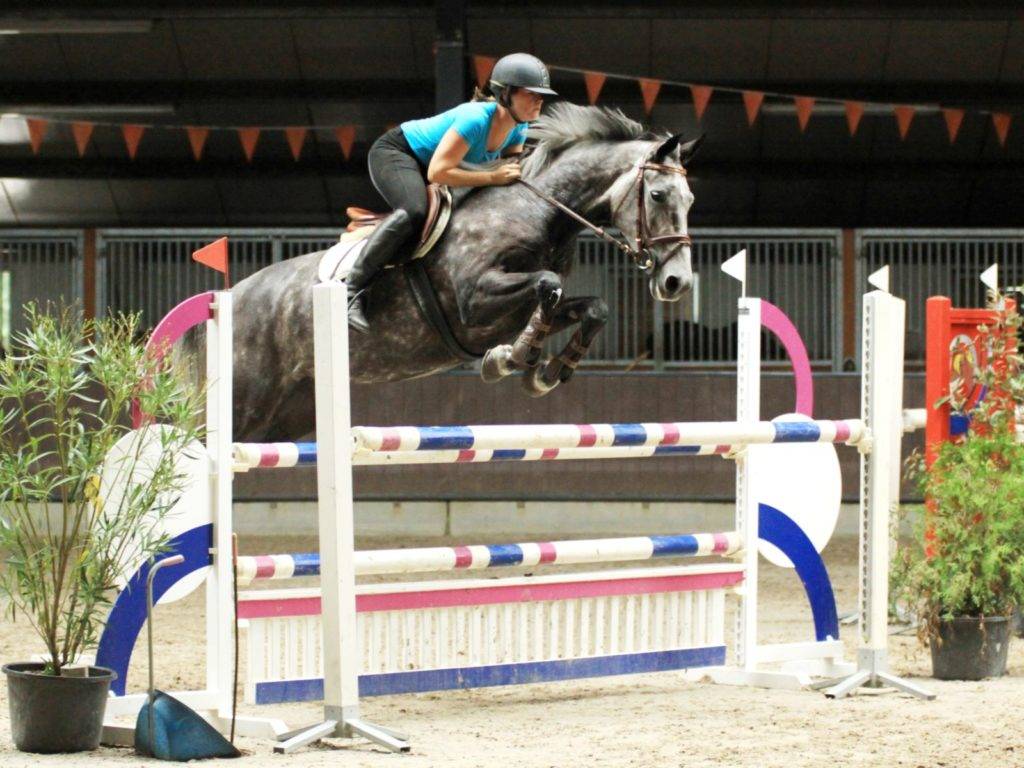 D. Adermie Jumping Horse for Sale in Holland Peter Berkers Sporthorses