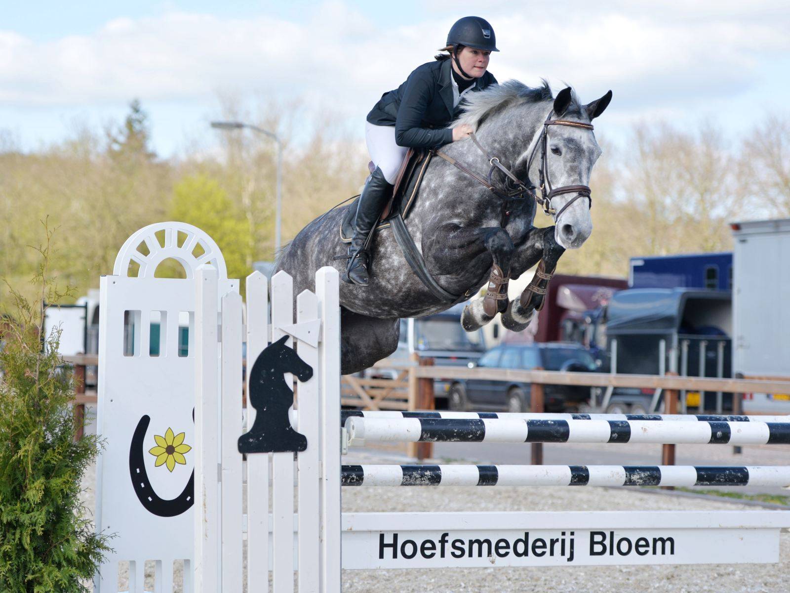 Dutch Jumping Mare for Sale in Holland