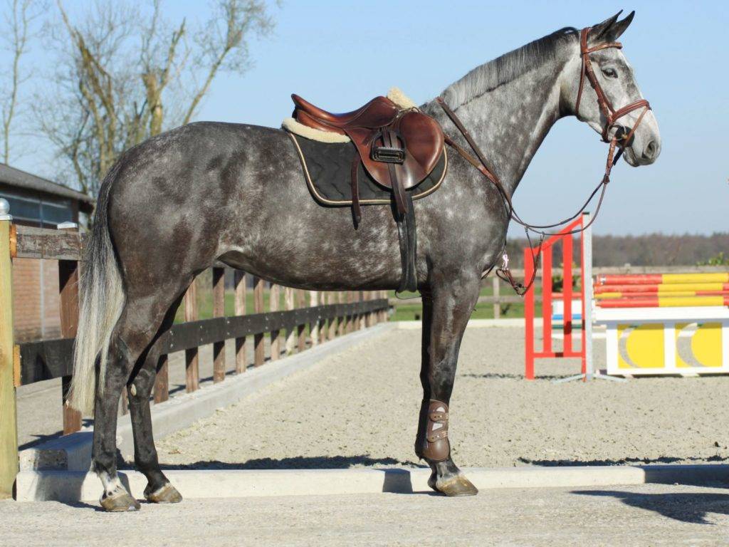 D. Adermie Jumping Horse for Sale in Holland Peter Berkers Sporthorses