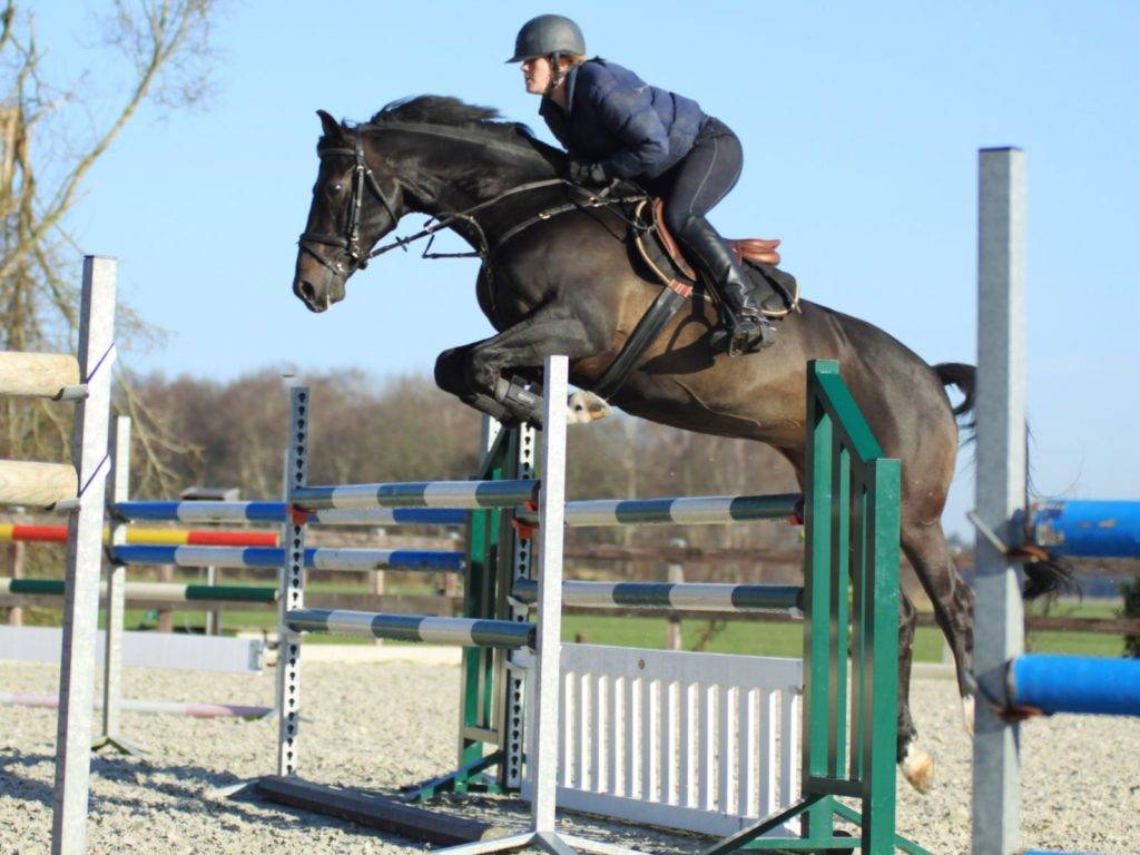 Whittington Jumping Horses for Sale Brazil Peter Berkers Sporthorses