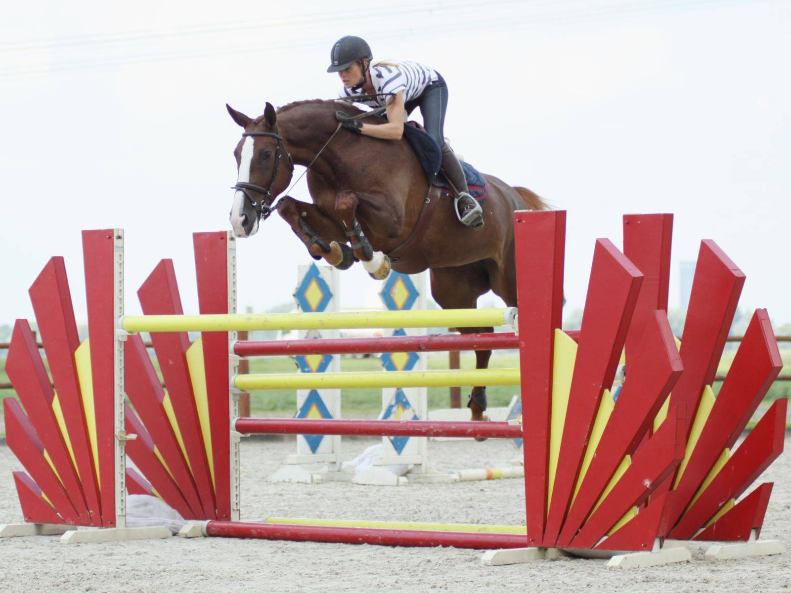 Warmblood Jumping Horses for Sale Kuwait