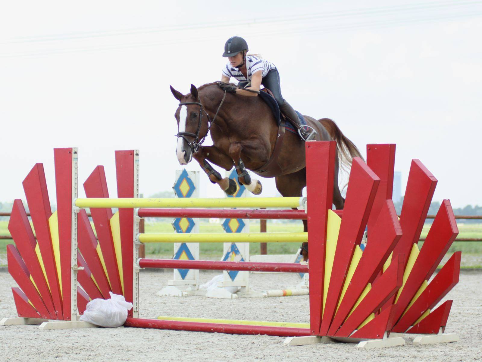 Show Jumping Horses for Sale Kuwait