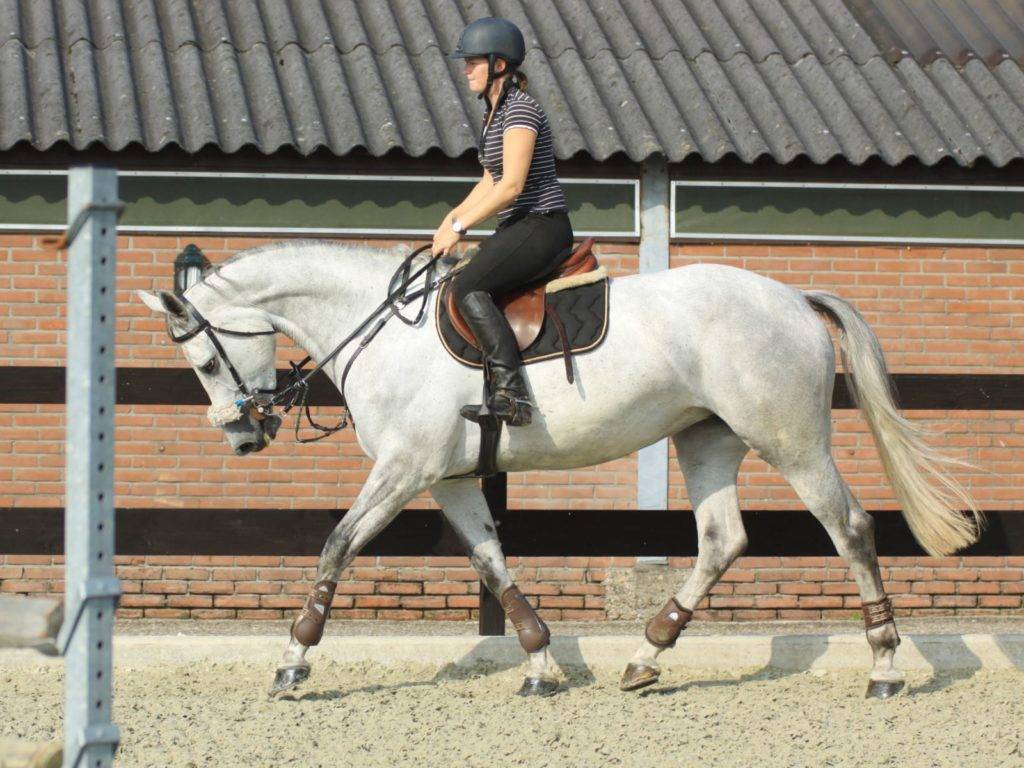 Elcarthina Jumping Horses for Sale UAE, Qatar Peter Berkers Sporthorses