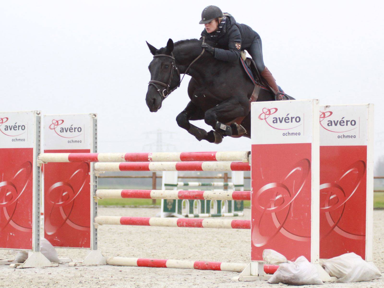 Show Jumping Mare for Sale