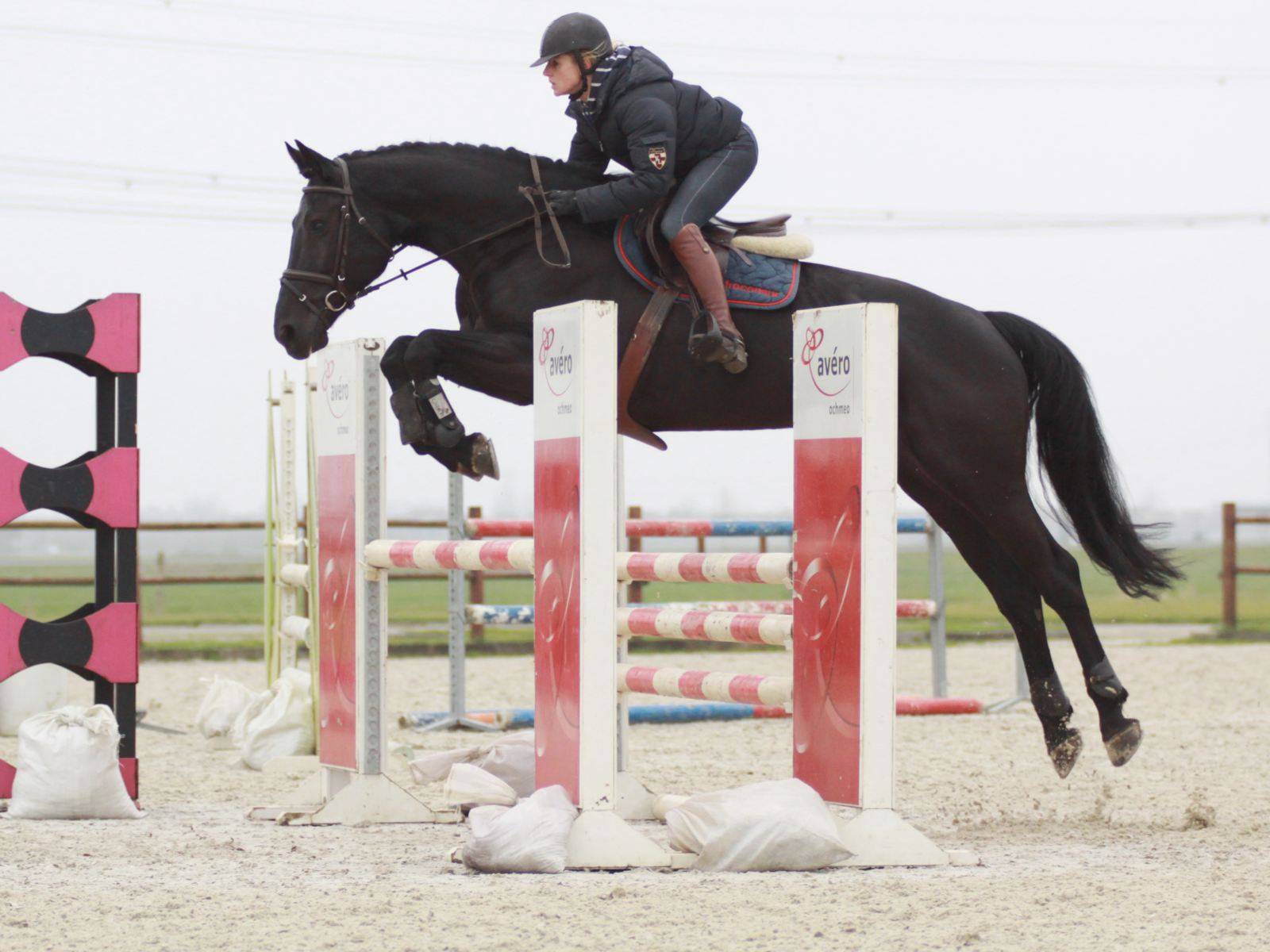 Show Jumping Mare