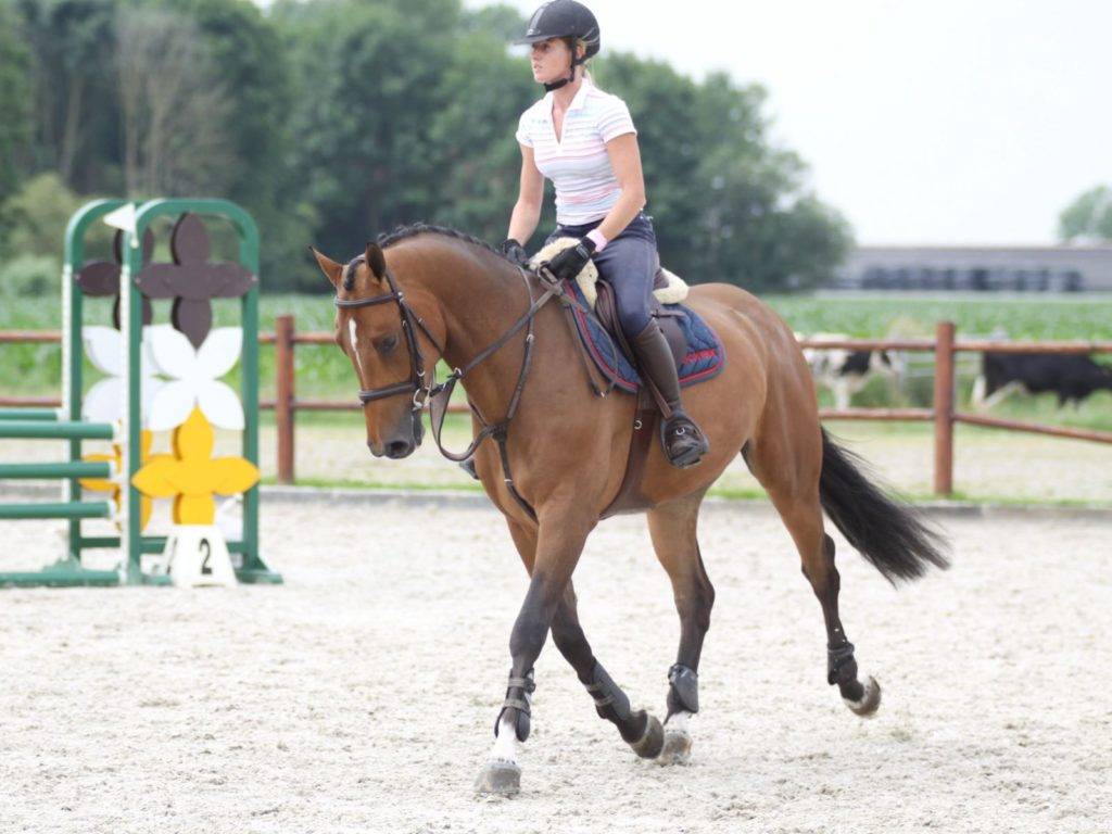 Armegeddon Show Jumping Horses South Africa Peter Berkers Sporthorses