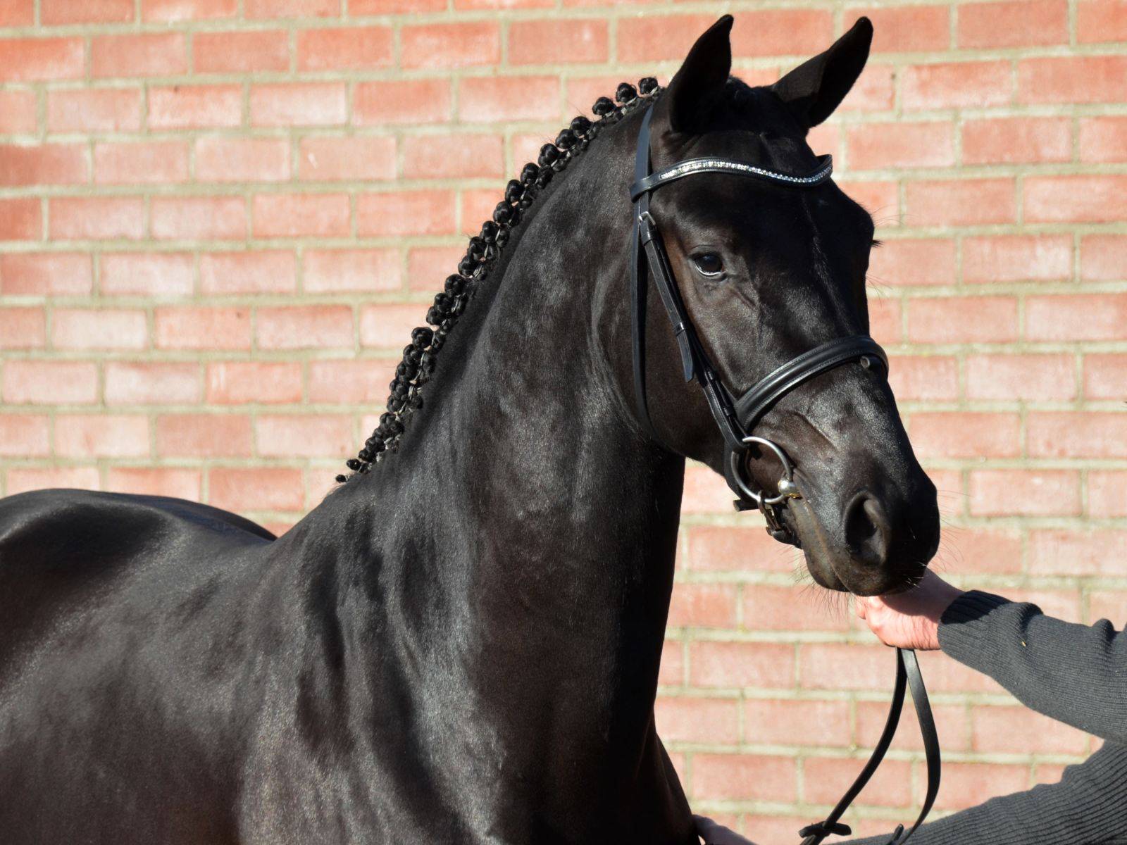 Horse for Sale in Chile Governor Totilas x Jazz