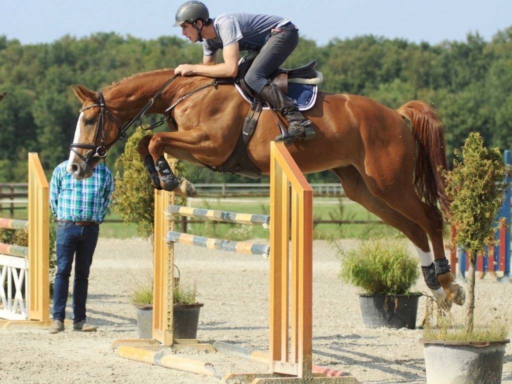 Hunter Jumper Horse for Sale in Holland Peter Berkers Sporthorses