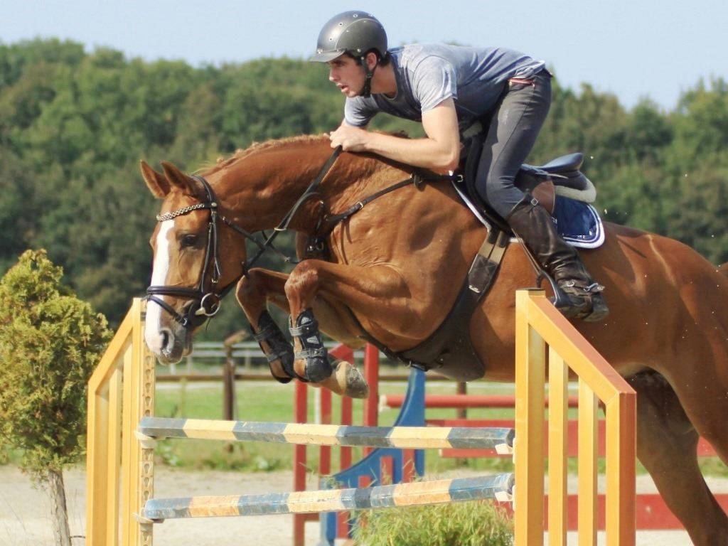 Hunter Jumper Horses for sale in Holland