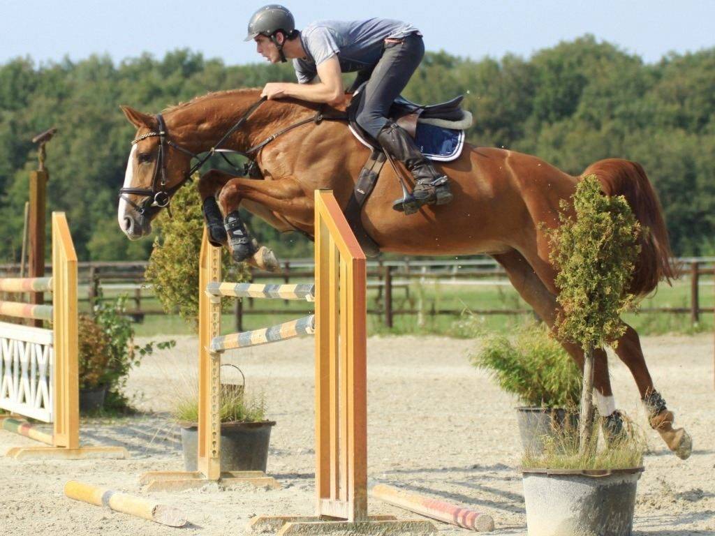 Hunter Jumper Horse for Sale in Holland Peter Berkers Sporthorses