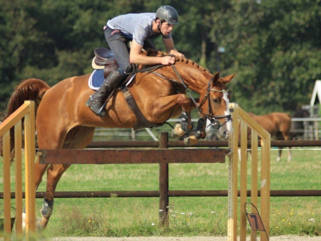 Hunter Jumper Horse for Sale in Holland Peter Berkers Sporthorses
