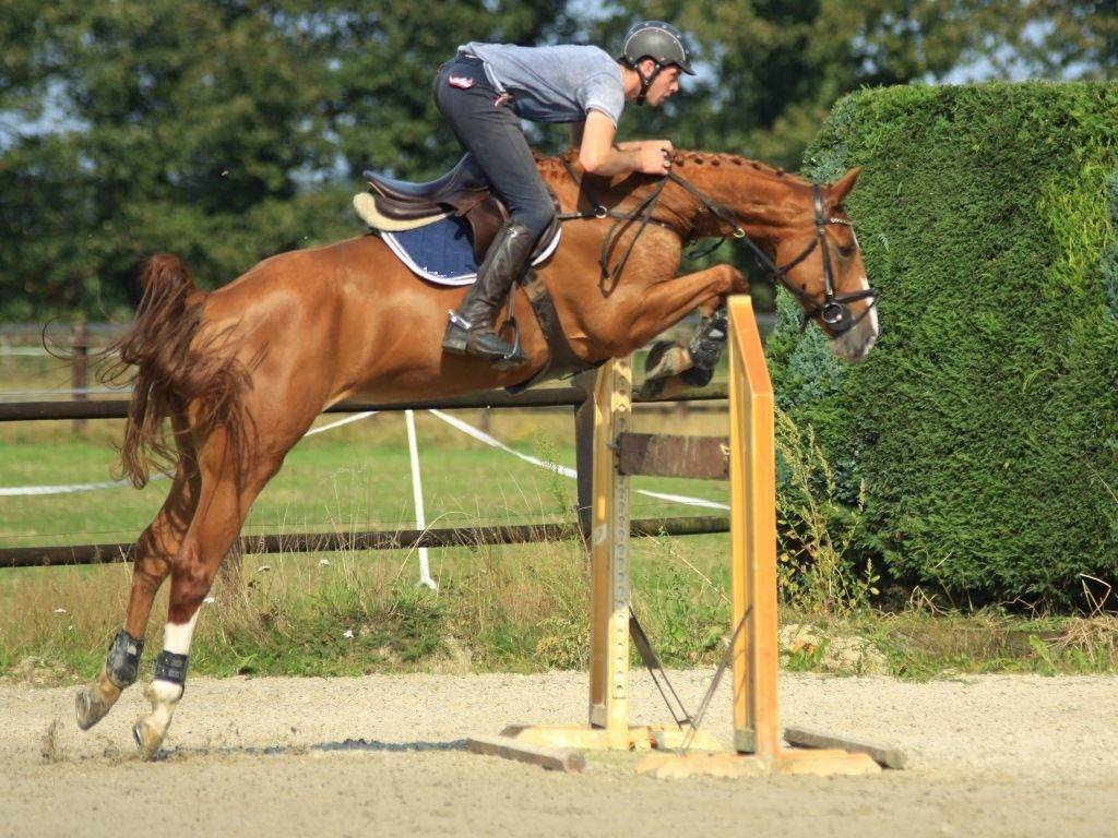 Hunter Jumper Horse for Sale in Holland Peter Berkers Sporthorses