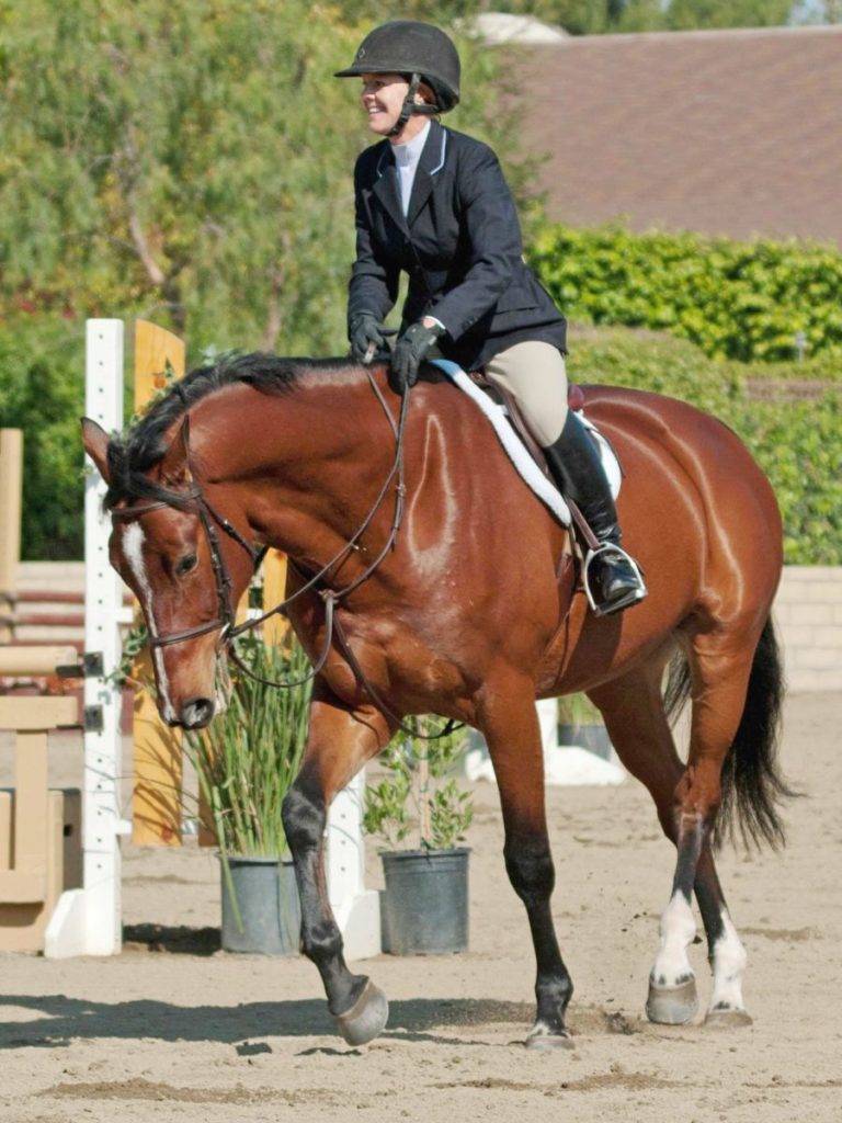 Hunter Jumper gelding sale California Peter Berkers Sporthorses