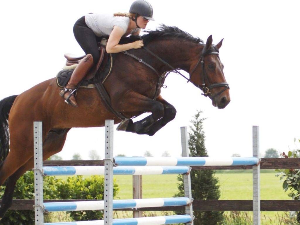 Show Jumping Warmblood Horse for Sale
